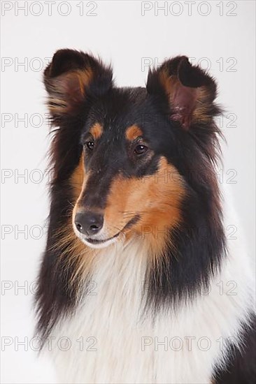 Rough Collie