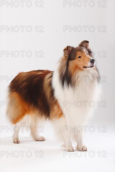 Rough Collie