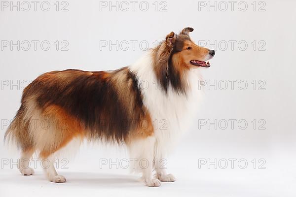 Rough Collie