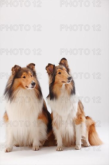 Rough Collies