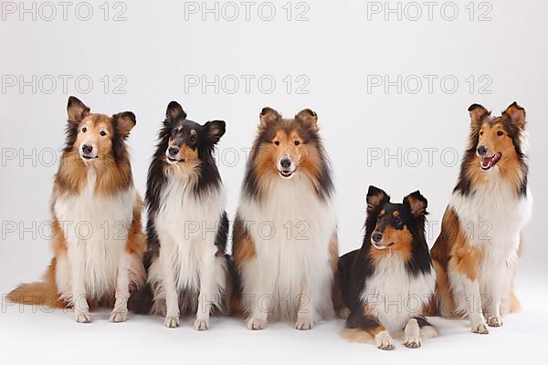 Collies