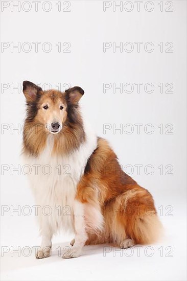 Collie