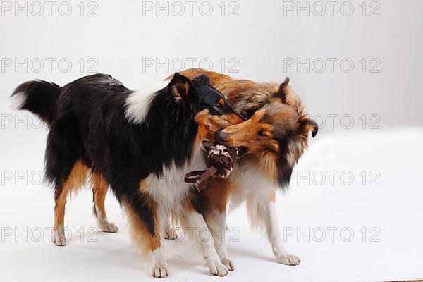 Rough Collies