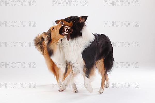 Rough Collies