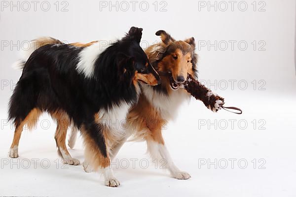 Rough Collies