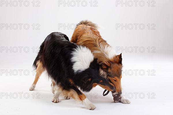 Rough Collies