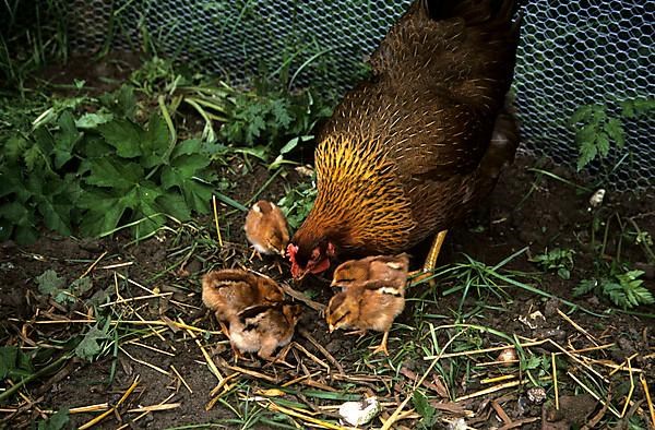 Domestic Chicken