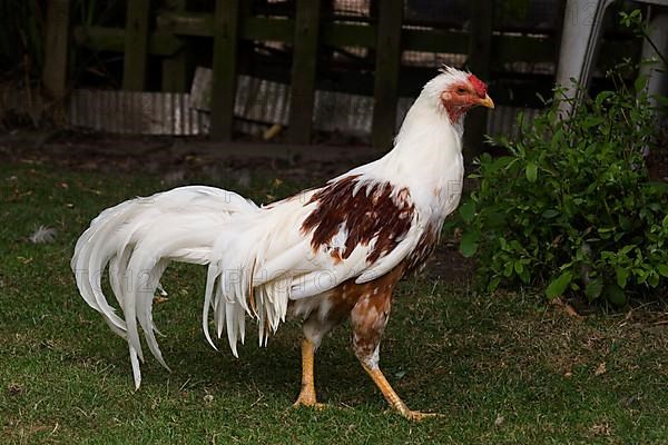 Yokohama chickens