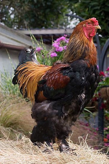 Brahma chickens