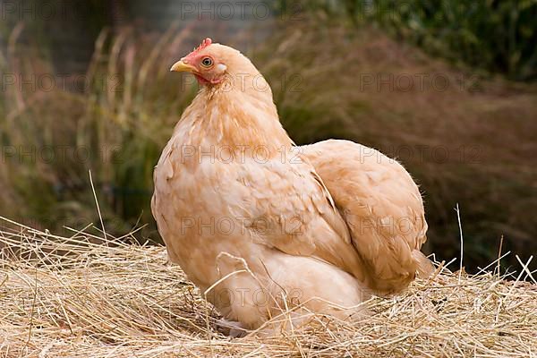 Cochin chickens