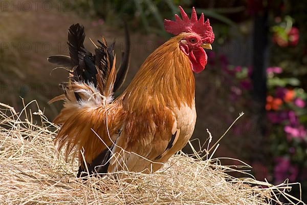 Bantam chickens