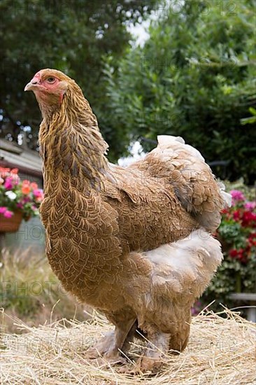 Brahma chickens