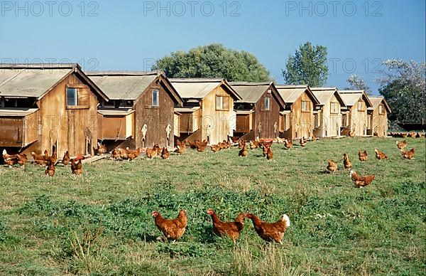 Domestic chickens