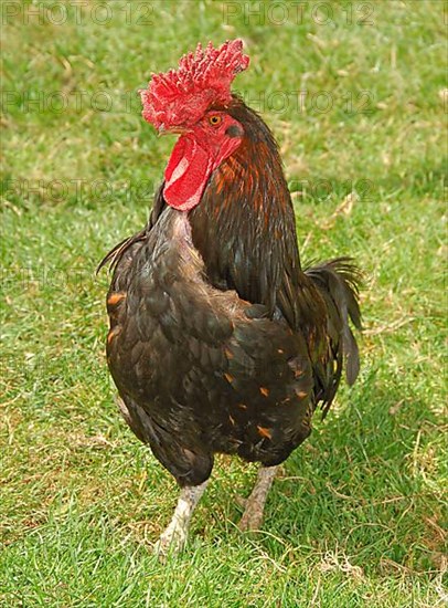 Domestic fowl