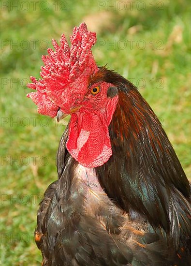 Domestic fowl