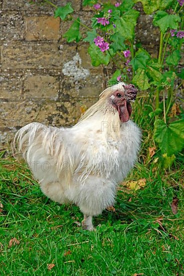 Silkie