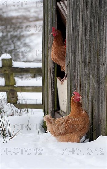 Domestic chickens