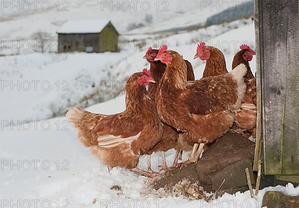 Domestic chickens