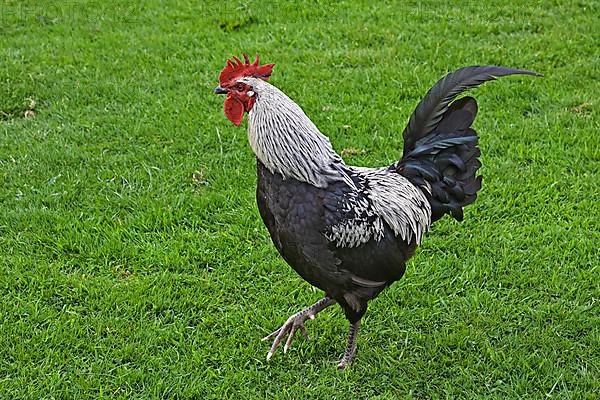Norfolk Grey chicken