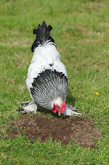 Sussex chickens