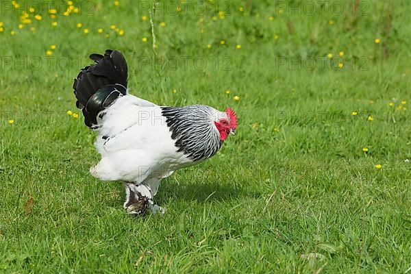 Sussex chickens