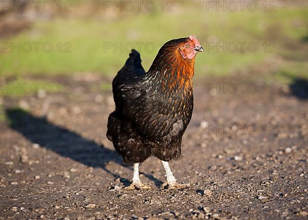 Domestic Black Rock hen