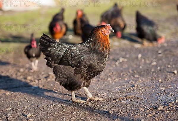 Domestic Black Rock hen