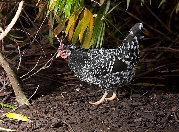 Ancona chickens