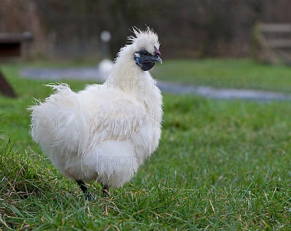 Lesser Silkie