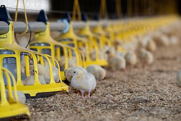 Domestic chickens