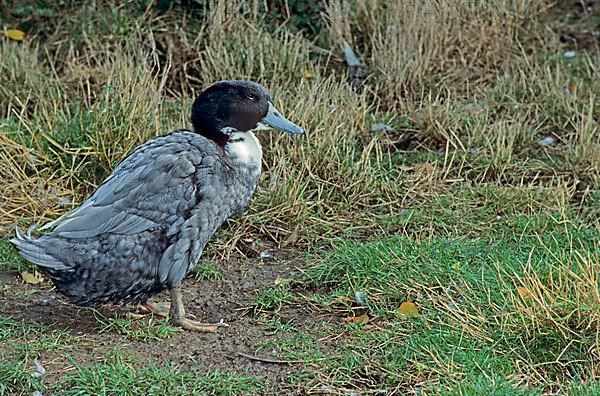 Swedish Blue Duck