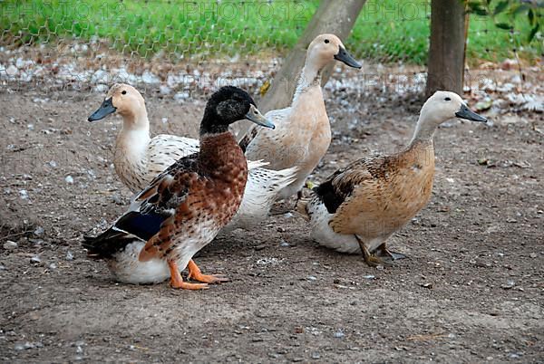 Pied Duck