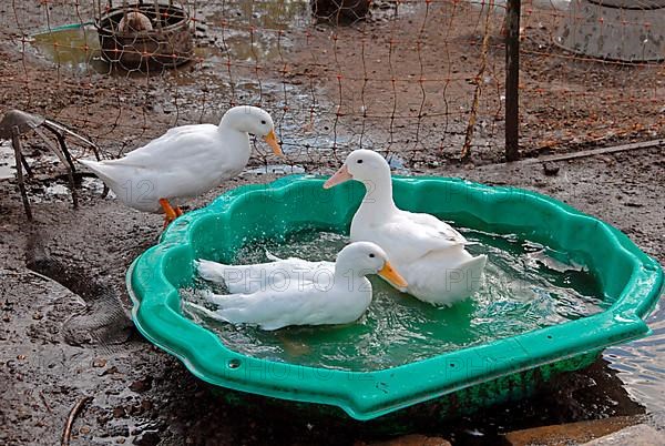 Campbell ducks