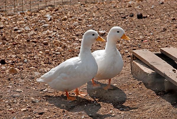 Dwarf Ducks