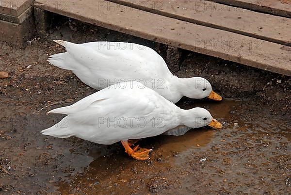 Dwarf Ducks