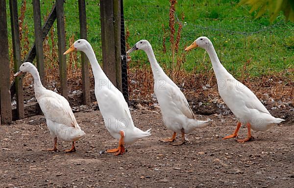 Domestic duck