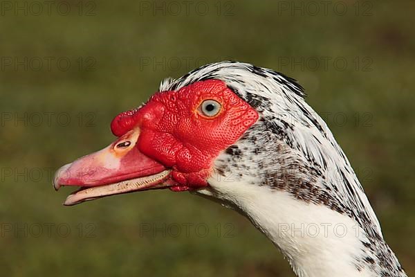 Muscovy ducks