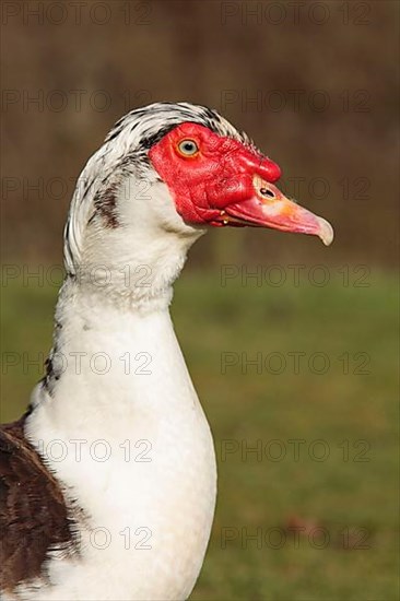 Muscovy ducks