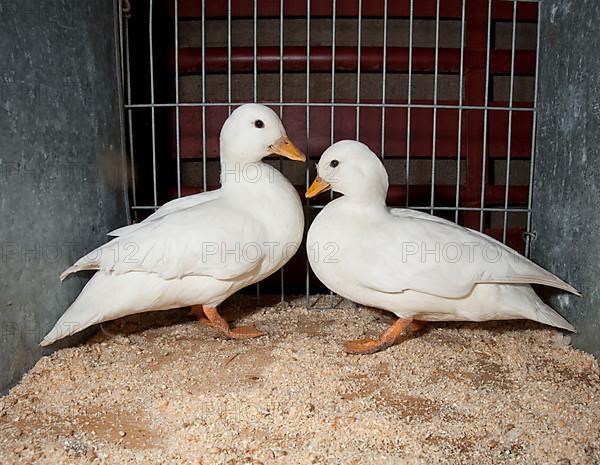 Dwarf Ducks