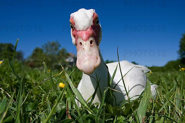 Muscovy ducks