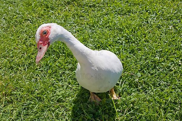 Muscovy ducks