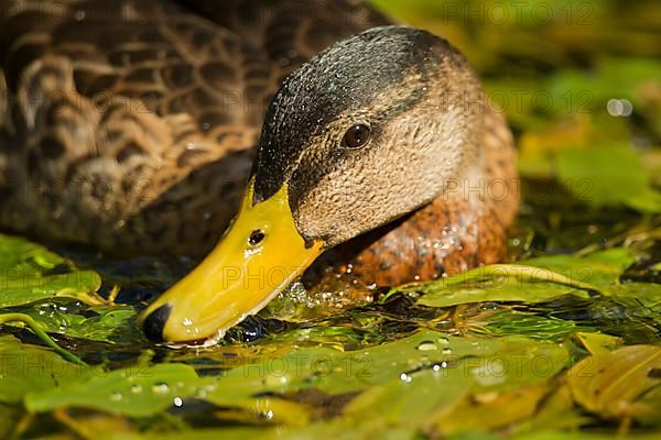 Mallard