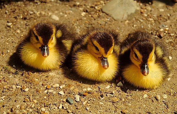 Muscovy Duck