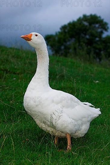 Domestic goose