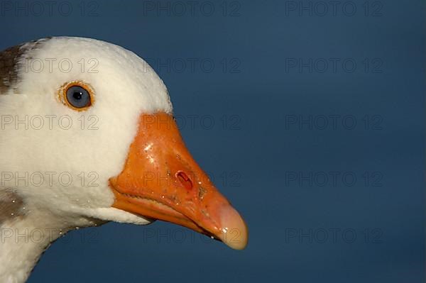 Domestic Goose