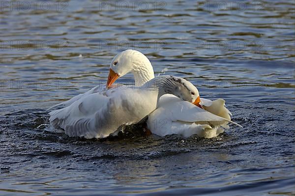 Domestic Goose