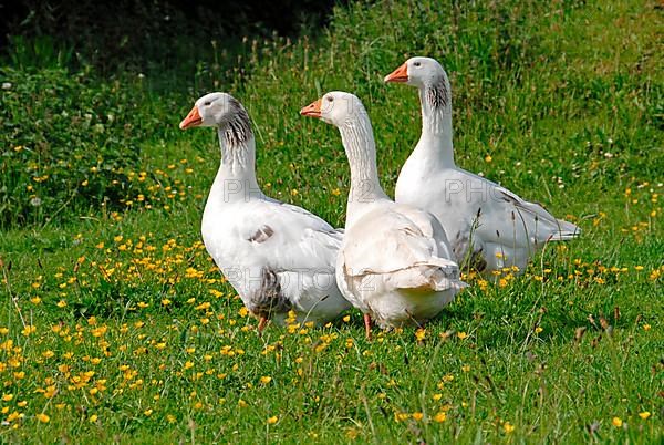 Domestic goose