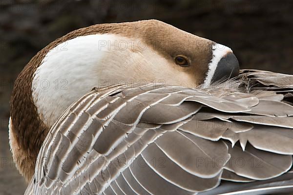 Mute Goose