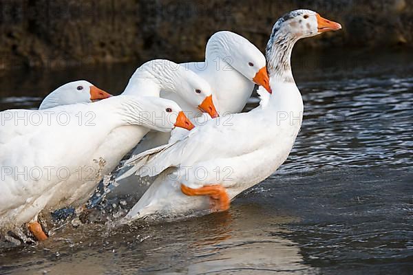 Domestic goose