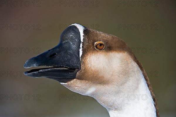 Mute Goose